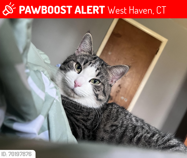 Lost Male Cat last seen nacca rd & cynthia dr, West Haven, CT 06516