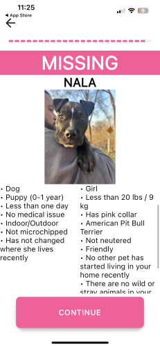 Lost Female Dog last seen Center street and Marion , Joliet, IL 60436