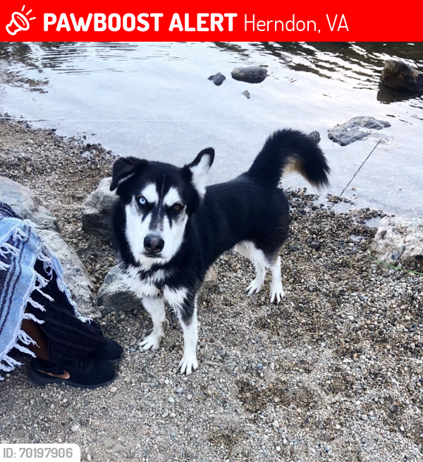 Lost Male Dog last seen He escaped the back yard, Herndon, VA 20170