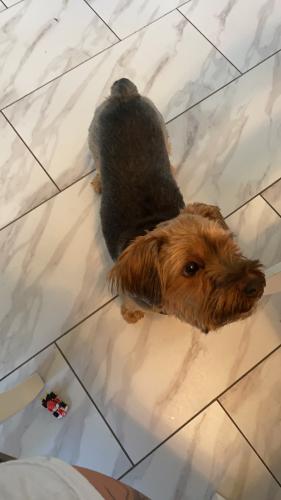 Lost Female Dog last seen Carol Blvd, west Chester pike, upper Darby , Upper Darby, PA 19083