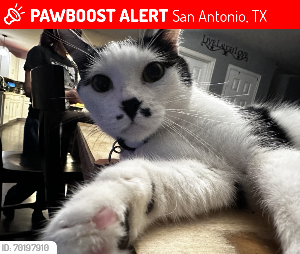 Lost Male Cat last seen Brycewood neighborhood, potranco rd, San Antonio, TX 78251