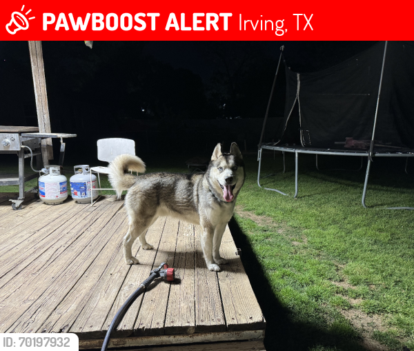 Lost Male Dog last seen N MacArthur, Irving, TX 75061