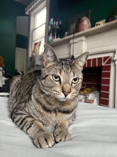 Lost Male Cat last seen Astoria on 23rd ave 38th st, Queens, NY 11105