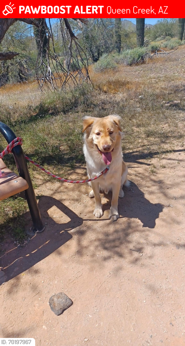 Lost Male Dog last seen Near W Phillips Rd, Queen Creek, AZ 85142, Queen Creek, AZ 85142