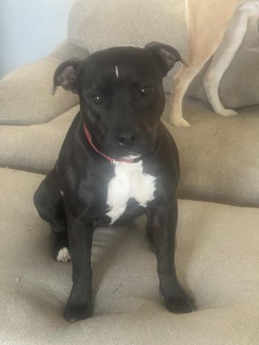 Lost Female Dog last seen East Knoxville , Knoxville, TN 37914