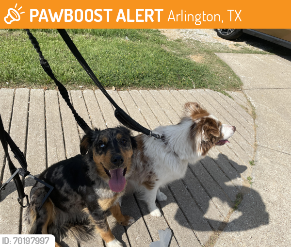 Found/Stray Unknown Dog last seen Arlington , Arlington, TX 76015