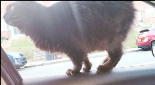 Lost Female Cat last seen Maryland Avenue and South Franklin Street , Wilmington, DE 19805