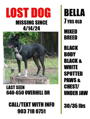 Lost Female Dog last seen Overhill/Hillcrest, San Antonio, TX 78228