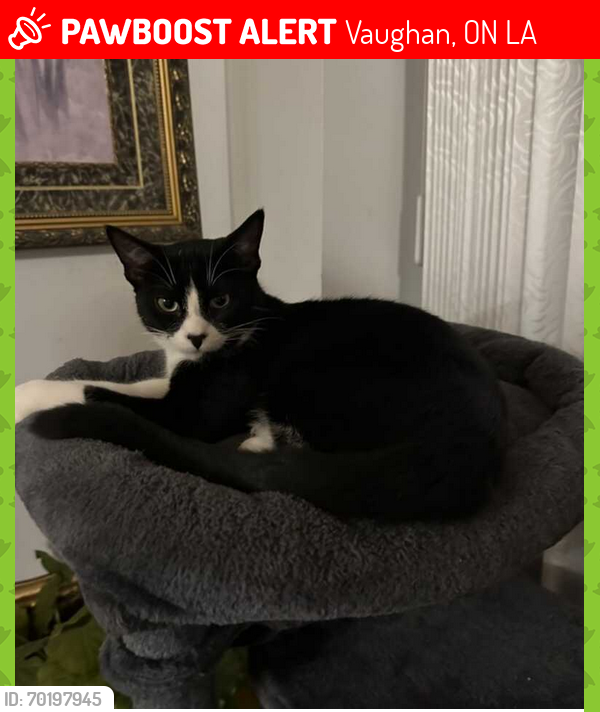 Lost Male Cat last seen Jane/Rutherford, Vaughan, ON L6A