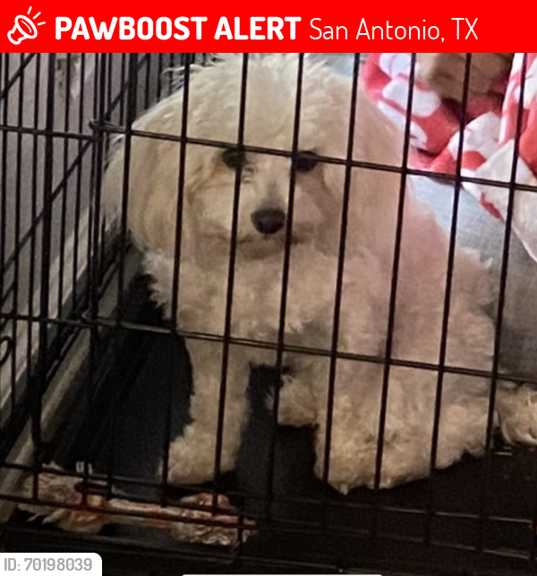 Lost Female Dog last seen By Maxwell  , San Antonio, TX 78230
