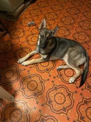 Lost Female Dog last seen Moreno Ave, Lakeside Ca, San Diego County, CA 92040