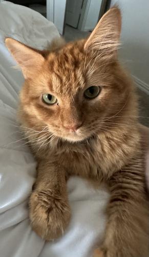 Lost Male Cat last seen Holiday Lane , North Richland Hills, TX 76180