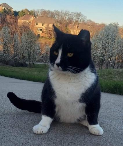 Lost Male Cat last seen Breezewood and Network Drive, Canonsburg, PA 15317