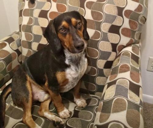 Lost Male Dog last seen Ewald drive near linden Ave penfield ny, Penfield, NY 14625