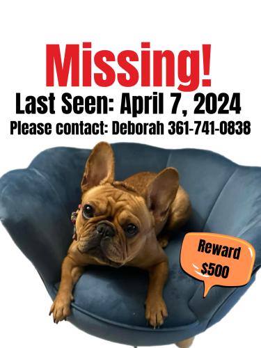 Lost Female Dog last seen Harbor Freight shopping center, freedom Fitness, Petco, Corpus Christi, TX 78410
