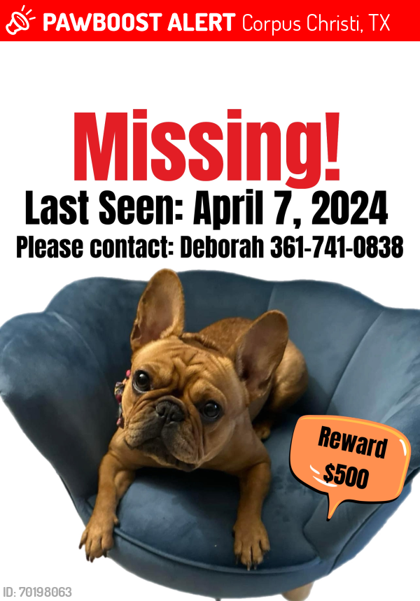 Lost Female Dog last seen Harbor Freight shopping center, freedom Fitness, Petco, Corpus Christi, TX 78410