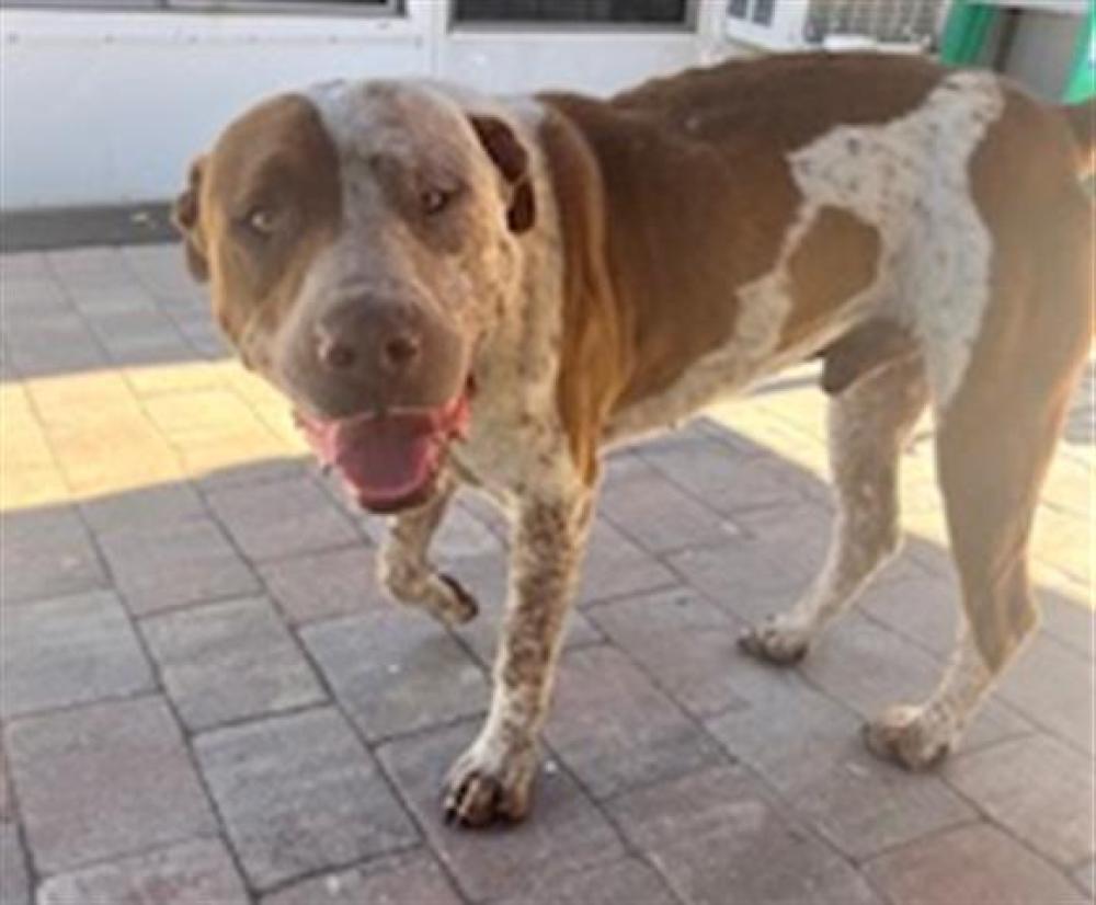 Shelter Stray Male Dog last seen SR 33/CR 474 CLERMONT 34714, Tavares, FL 32778