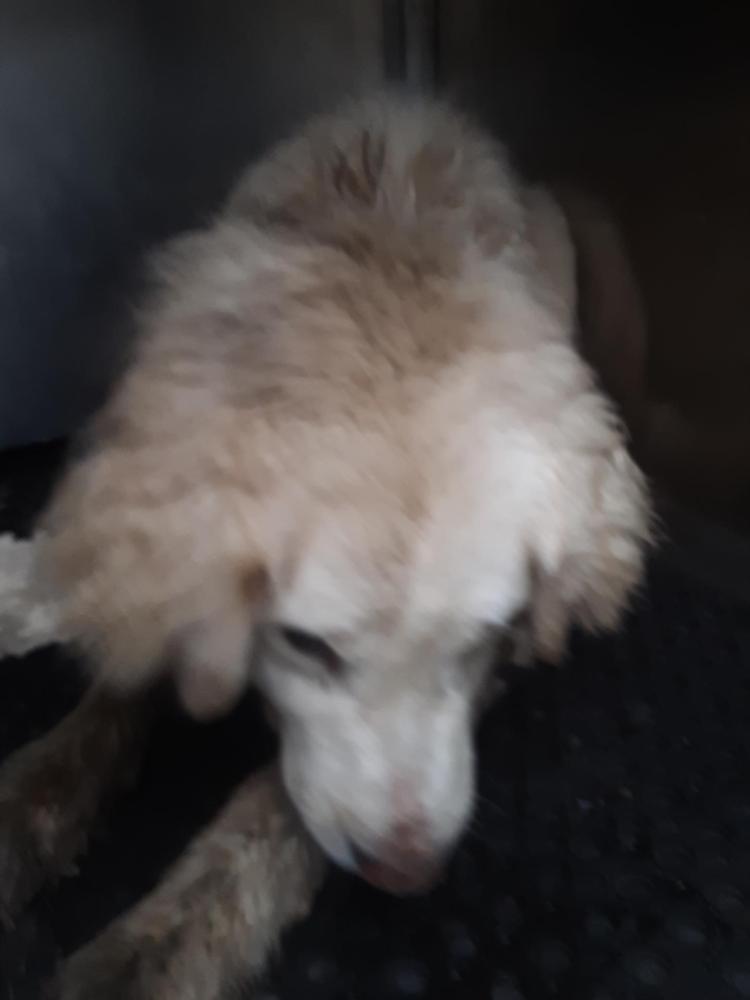Shelter Stray Male Dog last seen Near BLOCK CAROLINE LN, Austin, TX 78702