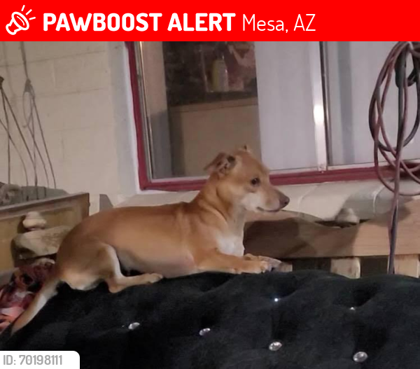 Lost Female Dog last seen Ellsworth and Broadway , Mesa, AZ 85208