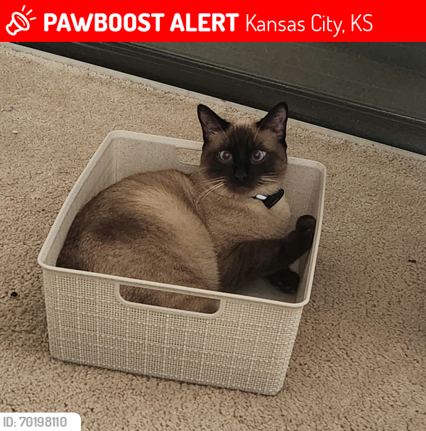 Lost Male Cat last seen Woodview Ridge Dr , Kansas City, KS 66103