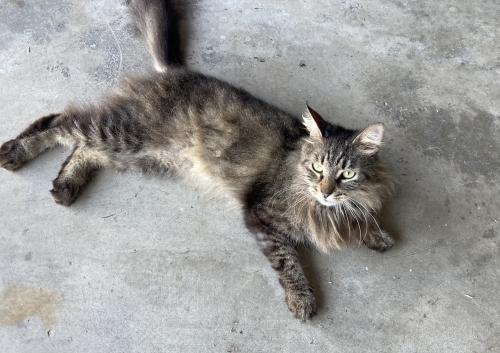 Found/Stray Female Cat last seen Near Ter and 3rd St, Pembroke Pines, FL 33029