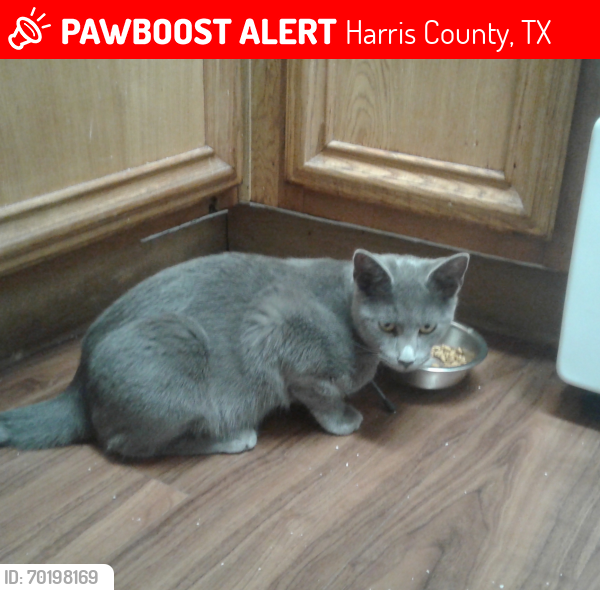 Lost Male Cat last seen Millstone Dr and FM 1960, Harris County, TX 77073