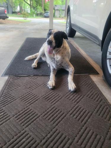 Found/Stray Male Dog last seen Hiram Lithia Springs Rd, Powder Spgs , Powder Springs, GA 30127