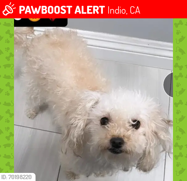 Lost Female Dog last seen Bliss Ave , Indio, CA 92203