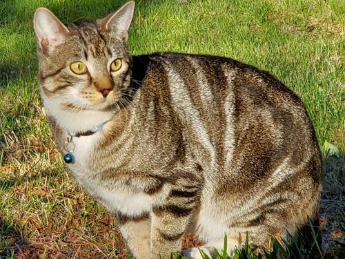 Lost Male Cat last seen 138th & Fraser HWY, Surrey, BC V3T 4K2