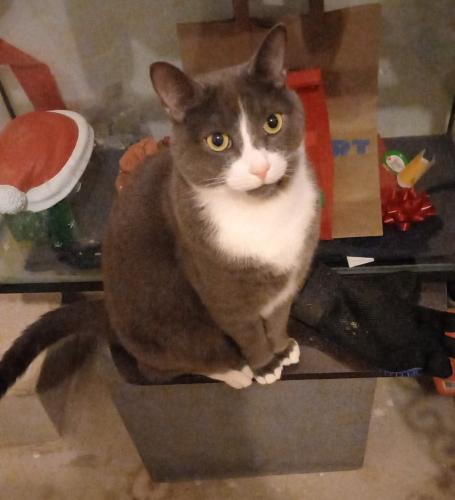 Lost Male Cat last seen Settlers rd w and neyagawa, Oakville, ON L6M 1N5