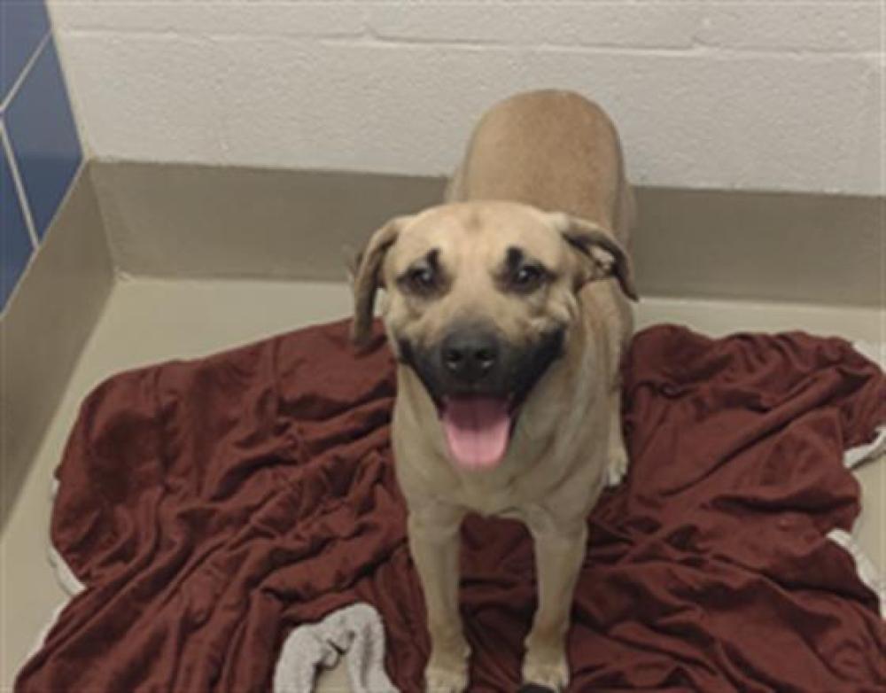 Shelter Stray Male Dog last seen Near BLOCK LEVANDER LOOP, Austin, TX 78702