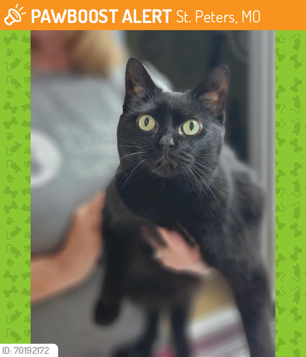Shelter Stray Female Cat last seen LAKE ST LOUIS, St. Peters, MO 63376