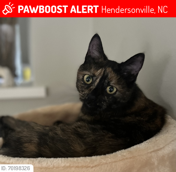 Lost Female Cat last seen Yon Hill Rd & Granite, Hendersonville, NC 28792