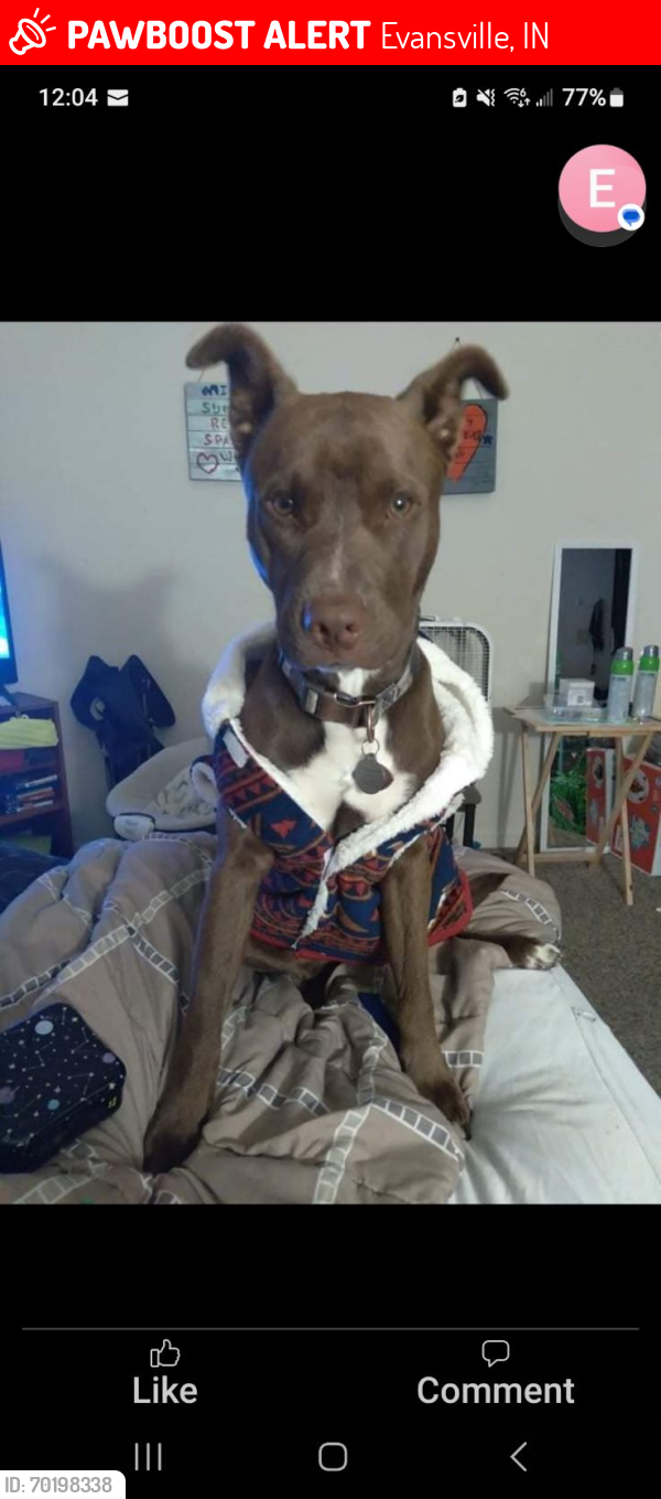 Lost Male Dog last seen Kentucky Ave , Evansville, IN 47714