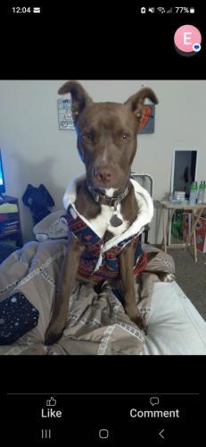 Lost Male Dog last seen Kentucky Ave , Evansville, IN 47714