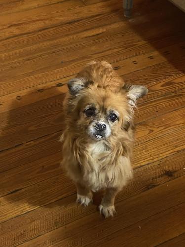 Lost Female Dog last seen cambronne and oak, New Orleans, LA 70118