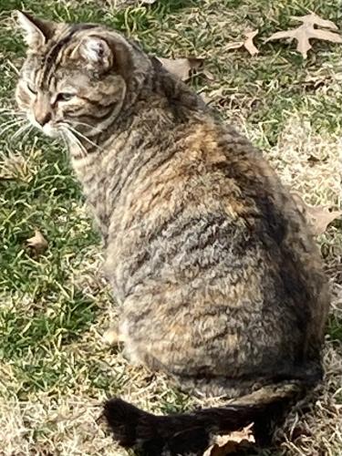 Lost Female Cat last seen Brook Street & Grove Street , Garden City, NY 11530