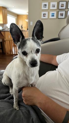Lost Male Dog last seen Constitution Blvd and Massachusetts Dr. , Salinas, CA 93905