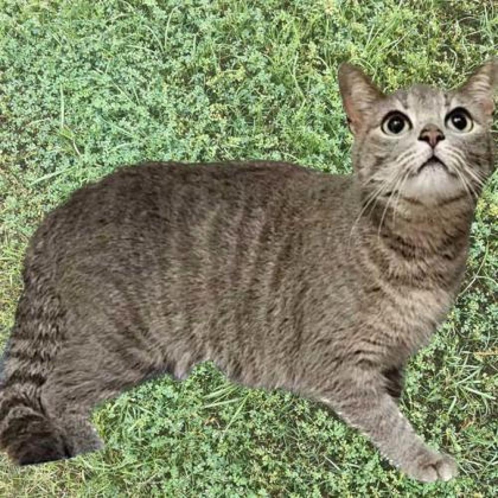 Shelter Stray Unknown Cat last seen Brazos County, TX 77845, Bryan, TX 77807