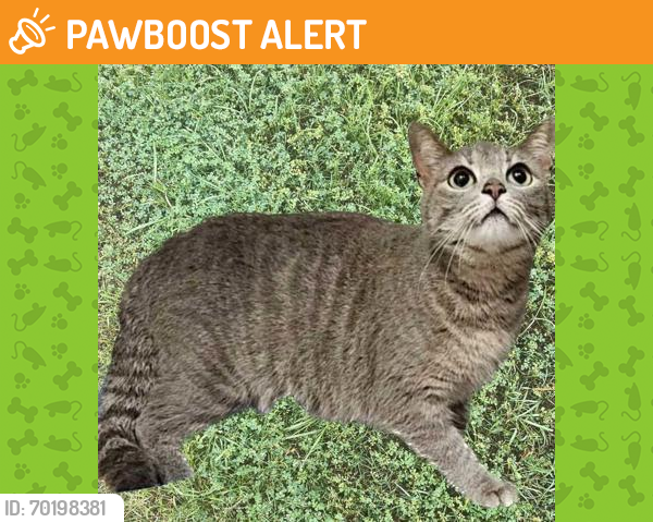Shelter Stray Female Cat last seen Brazos County, TX 77845, Bryan, TX 77807