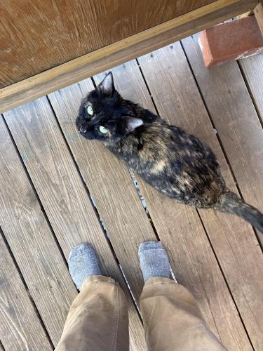 Lost Female Cat last seen 11th and Silver Ave, Albuquerque, NM 87102