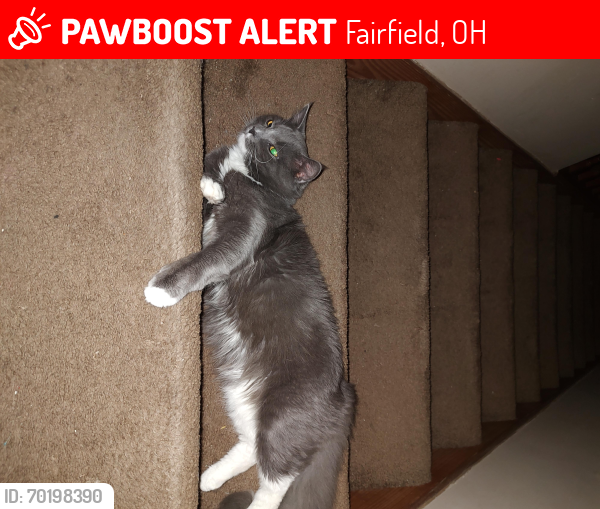Lost Male Cat last seen Gilmore rd, Fairfield, OH 45014