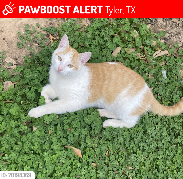 Lost Male Cat last seen E Berta Street, Tyler, TX 75702