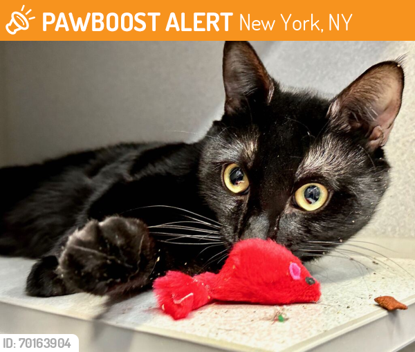 Shelter Stray Male Cat last seen will update, NEW YORK, NY, 10029, New York, NY 10029
