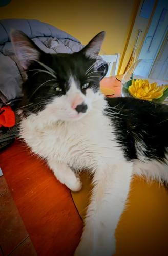 Lost Male Cat last seen FIBBERSLEY , West Midlands, England WV13 3AW