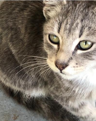 Lost Female Cat last seen Sw 50th Avenue and 13 Street Fort Lauderdale, FL 33317 , Broadview Park, FL 33317
