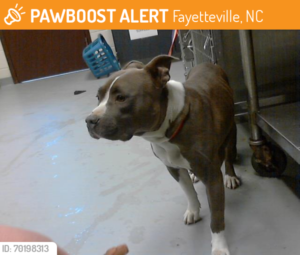 Shelter Stray Female Dog last seen Near BLOCK RAEFORD RD, FAYETTEVILLE NC 28305, Fayetteville, NC 28306