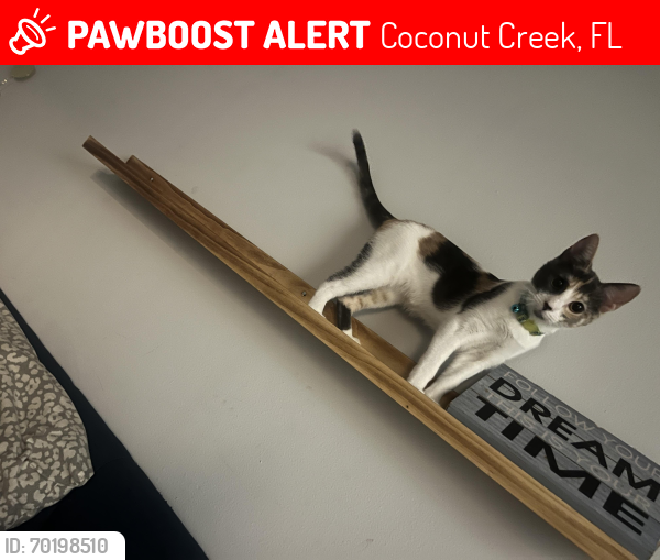 Lost Female Cat last seen Lyons Rd, Atlantic Blvd, Coconut Creek, FL 33066