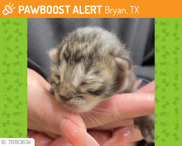 Shelter Stray Unknown Cat last seen Creekridge Estates, TX 77845, Bryan, TX 77807