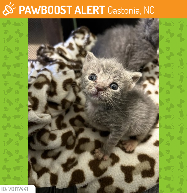 Shelter Stray Female Cat last seen Belmont, NC 28012, Gastonia, NC 28052